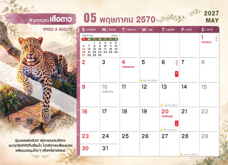 Desk-Calendar-2570-Template-May-Grid_Wild-Rai-Leopard_Roongphim-Calendar รูปแบบตารางเนื้อในปฏิทินตั้งโต๊ะ พฤษภาคม 2570 ลายตัวการ์ตูนสัตว์ป่าเสือดาว มีช่องโน้ตและวันหยุดราชการวิสาขบูชา พืชมงคล สั่งพิมพ์ราคาถูก โดย โรงพิมพ์ปฏิทิน.com